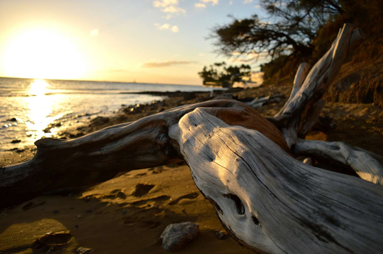 The Beautiful Magnificence and Advantages of Driftwood